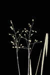 Eggleaf rosette grass